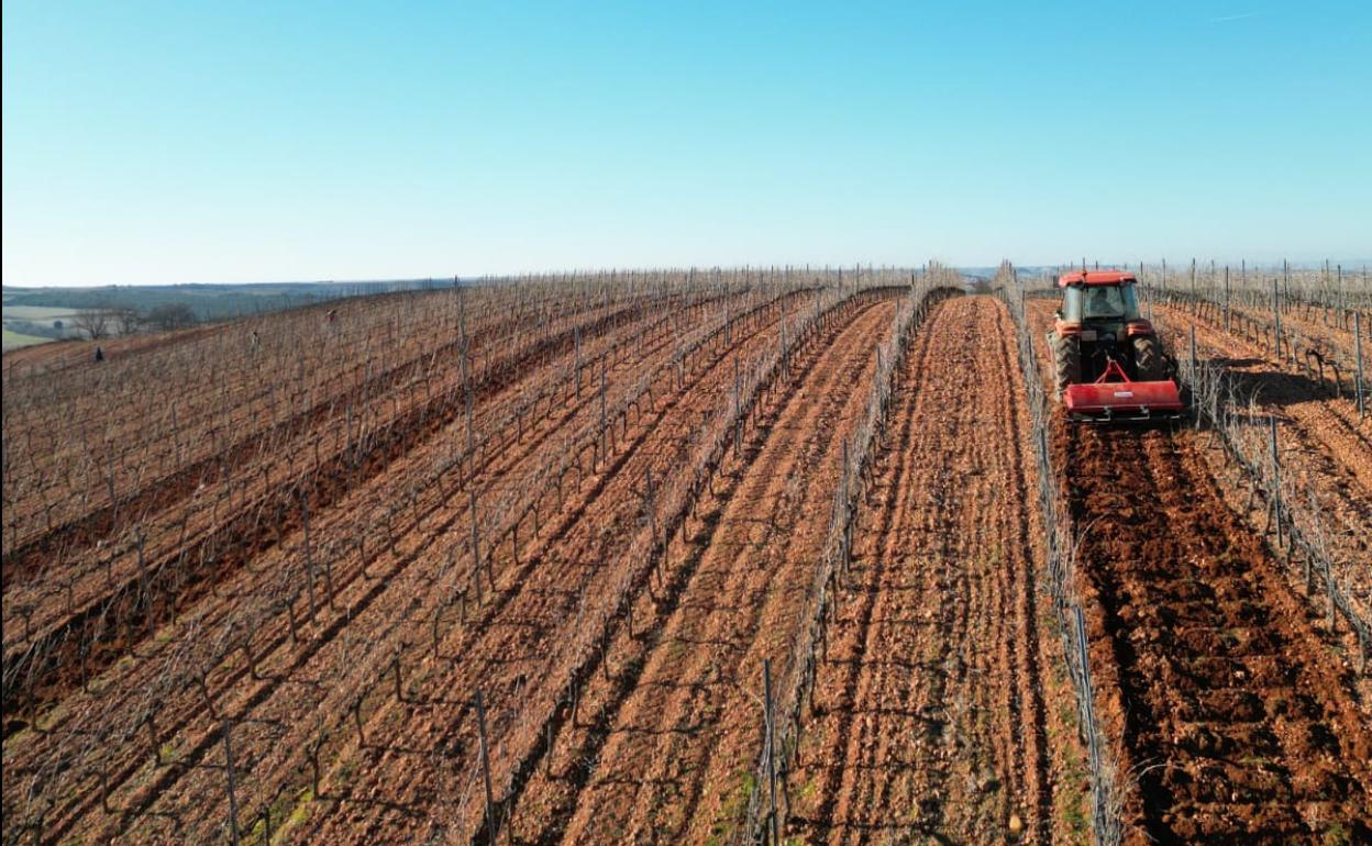 Labores agrarias en un viñedo de la provincia de Burgos. 