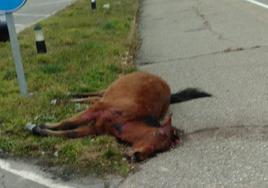 Uno de los caballos implicados en el accidente.