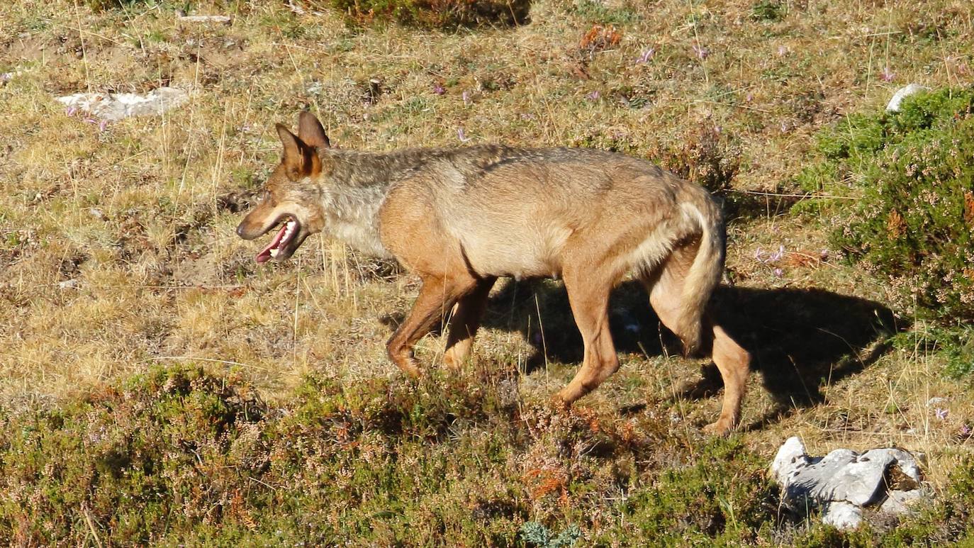 Imagen de uno de los lobos pertenecientes a la manada afectada.