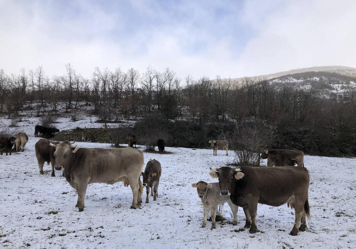 El ganado ya pasta sobre la nieve en los montes de León.