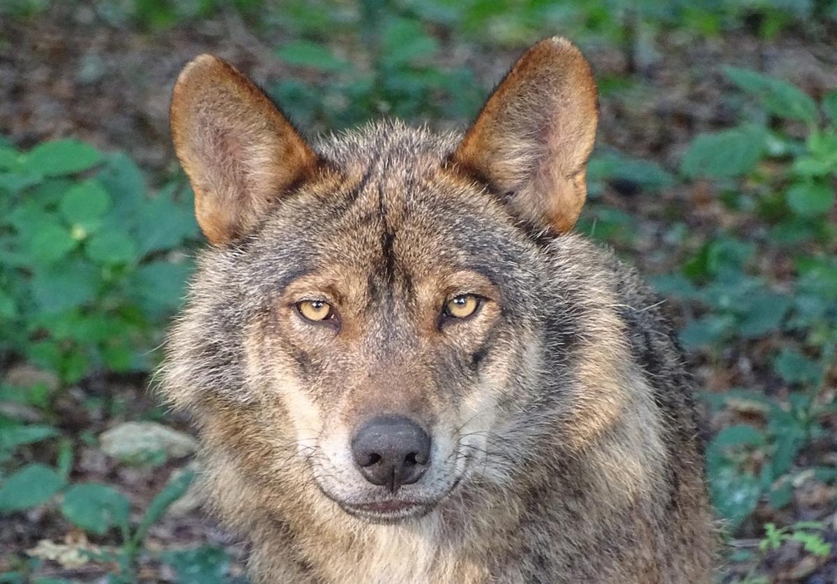 Quiñones espera «sensatez» por parte del Gobierno para recuperar la gestión del lobo