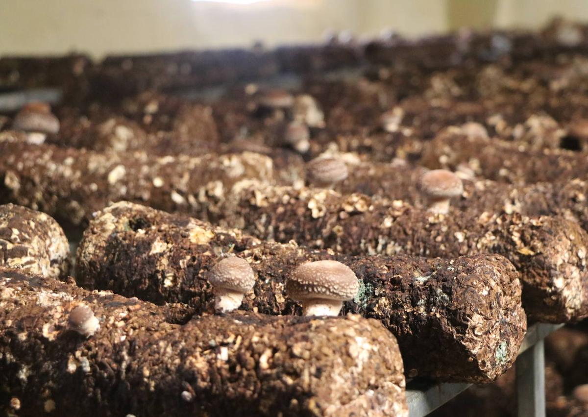 Imagen secundaria 1 - La seta shiitake: el cultivo exótico que triunfa en León