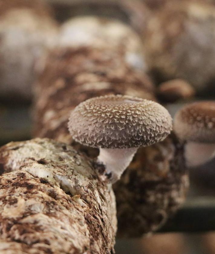 Imagen secundaria 2 - La seta shiitake: el cultivo exótico que triunfa en León