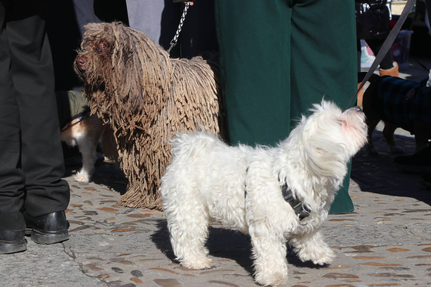 La bendición de San Antón