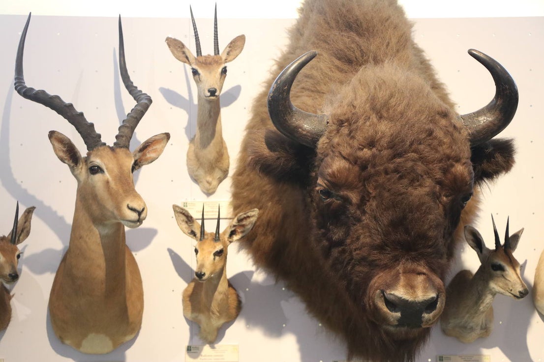 El Museo de las Colecciones de la Universidad de León | leonoticias.com