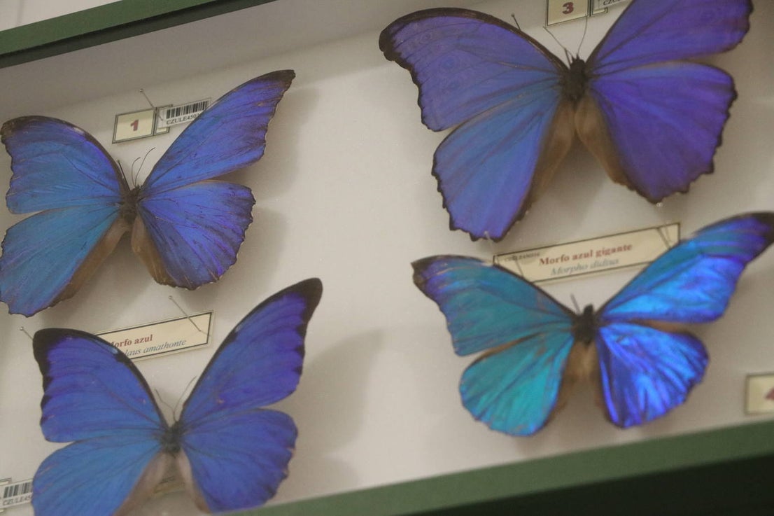 El Museo de las Colecciones de la Universidad de León | leonoticias.com