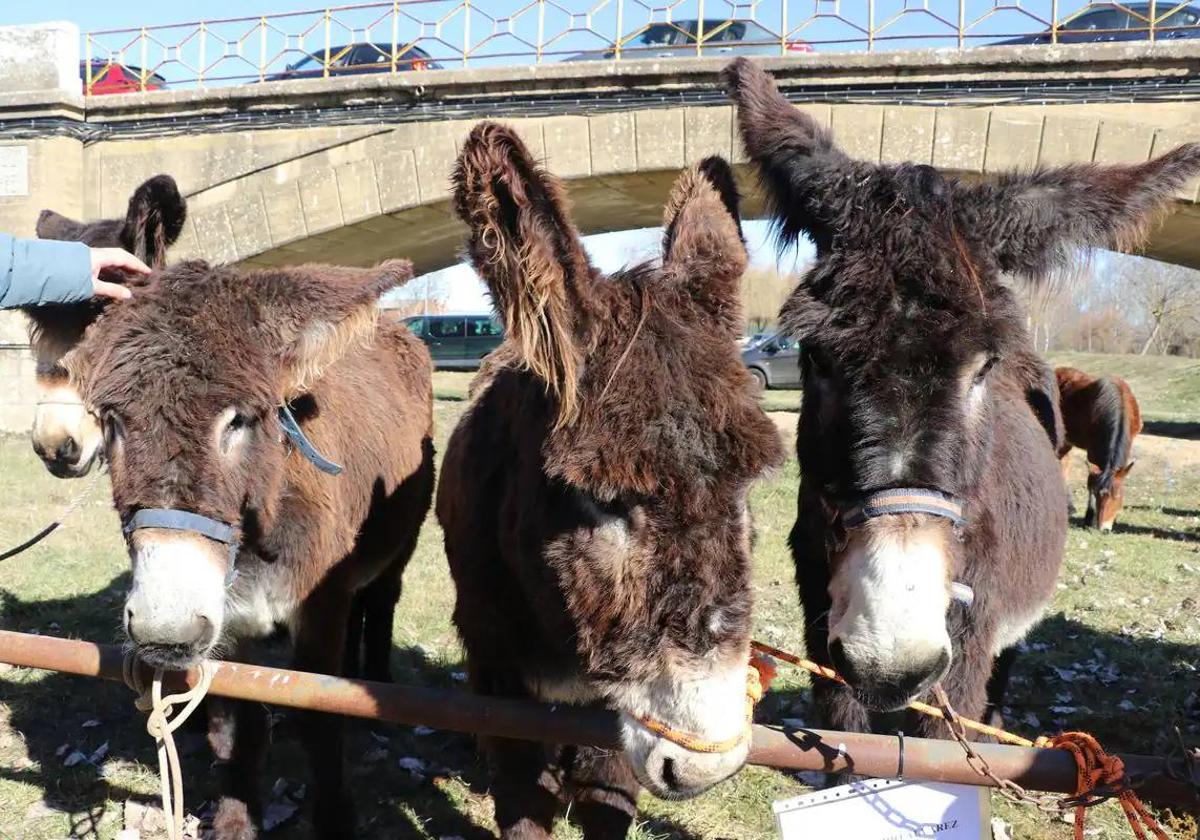 Ejemplares de burros en la Feria de San Blas de 2023