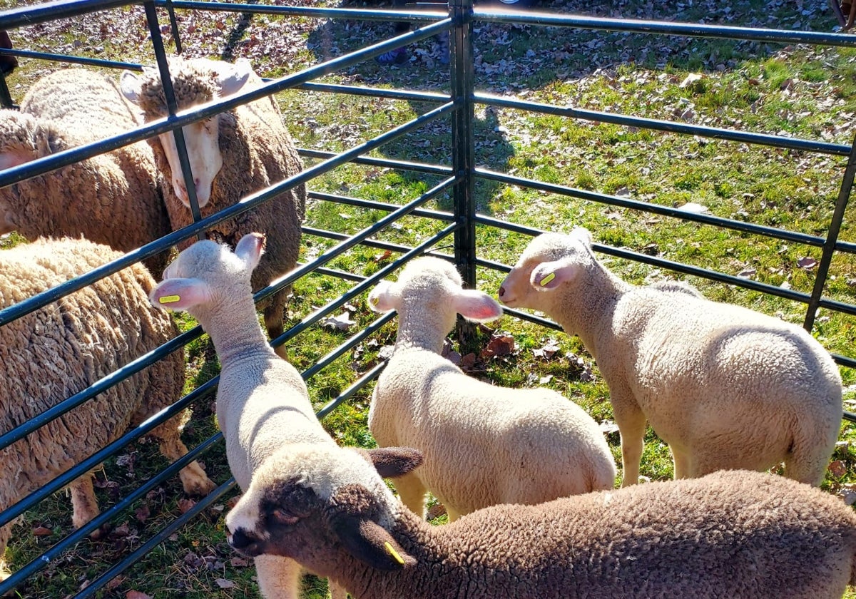 Grupo de ovejas expuestas en el concurso de ganado