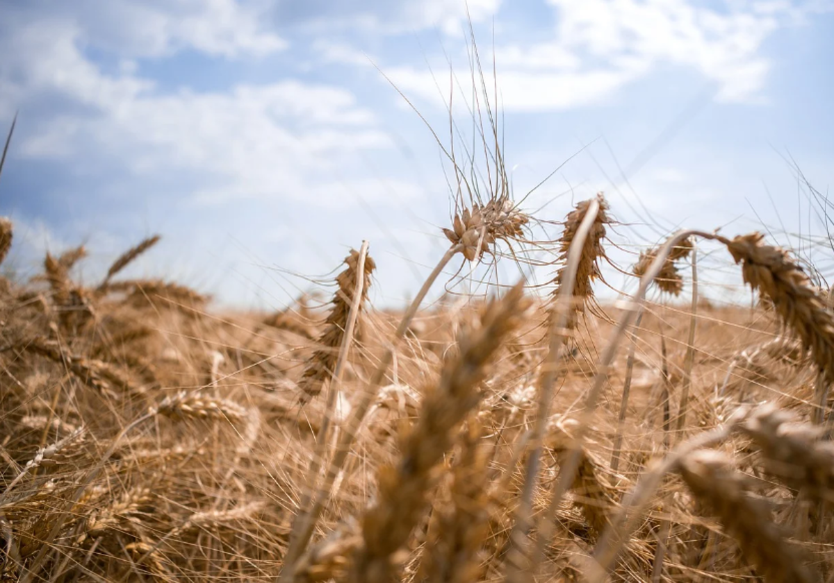 Un campo de trigo.