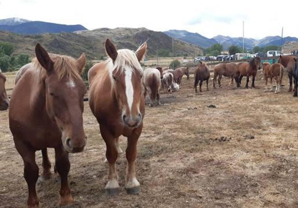 La Feria Equina de Febrero de León se traslada por las protestas del sector agrario