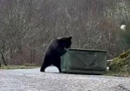 El oso busca comida en un contenedor de Villaseca de Laciana.