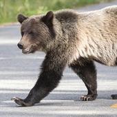 El cambio climático favorece la presencia de osos «activos» en pleno invierno en León