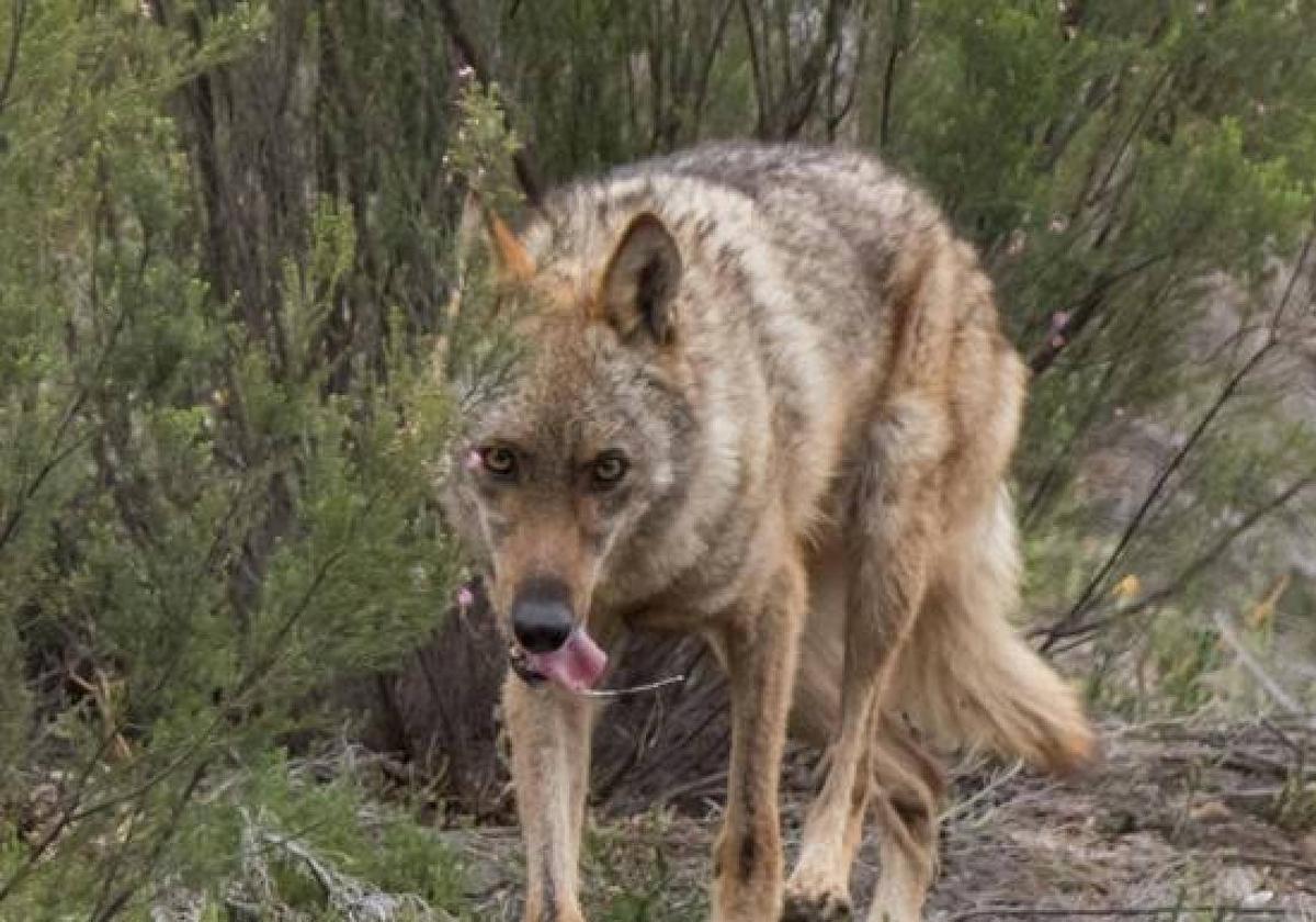 Imagen de archivo de un lobo.