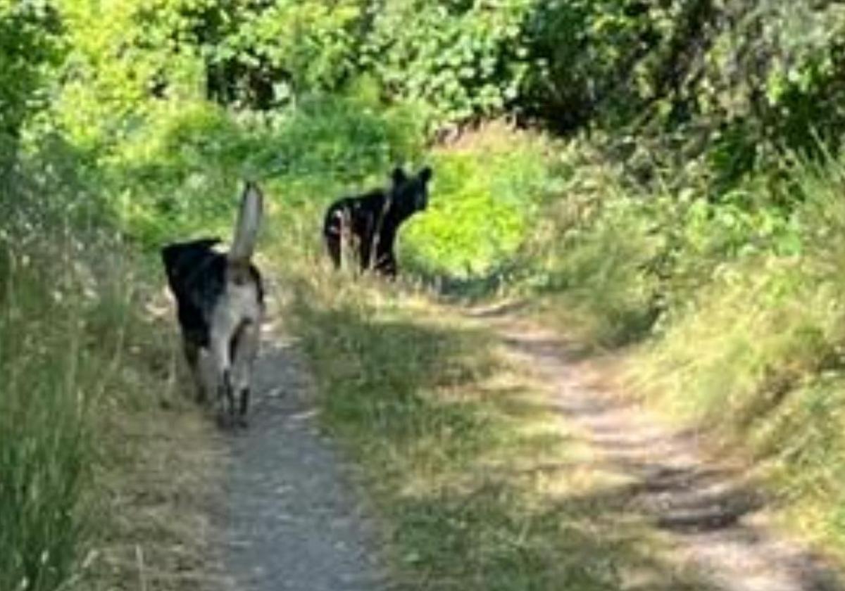 Los osos se convierten en los «nuevos vecinos» de Villaseca de Laciana