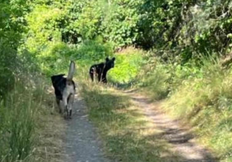 Osos en la localidad de Villaseca de Laciana.