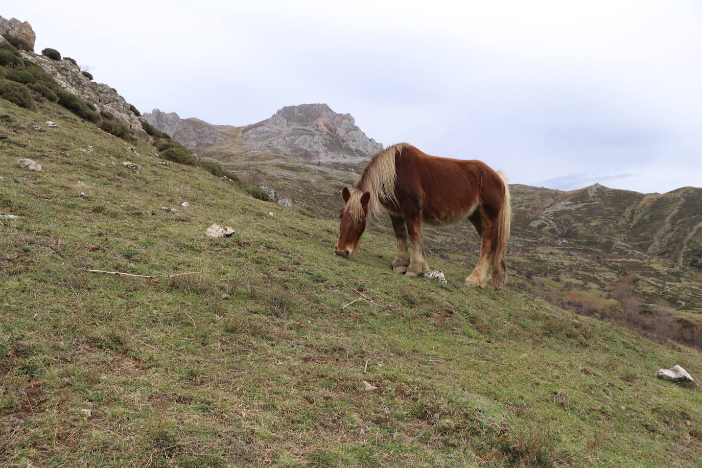 Los pastos de Babia se llenan de hisptano-bretón