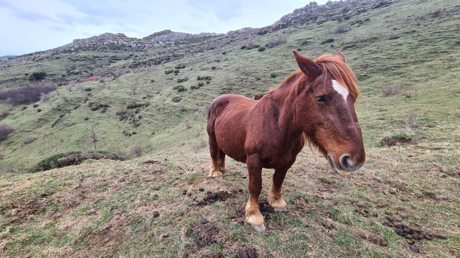 Los pastos de Babia se llenan de hisptano-bretón