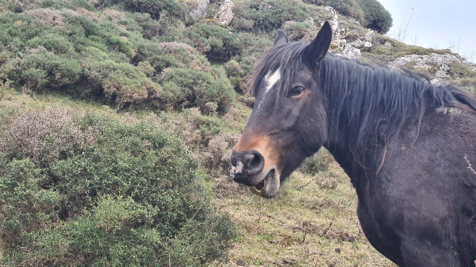 Los pastos de Babia se llenan de hisptano-bretón