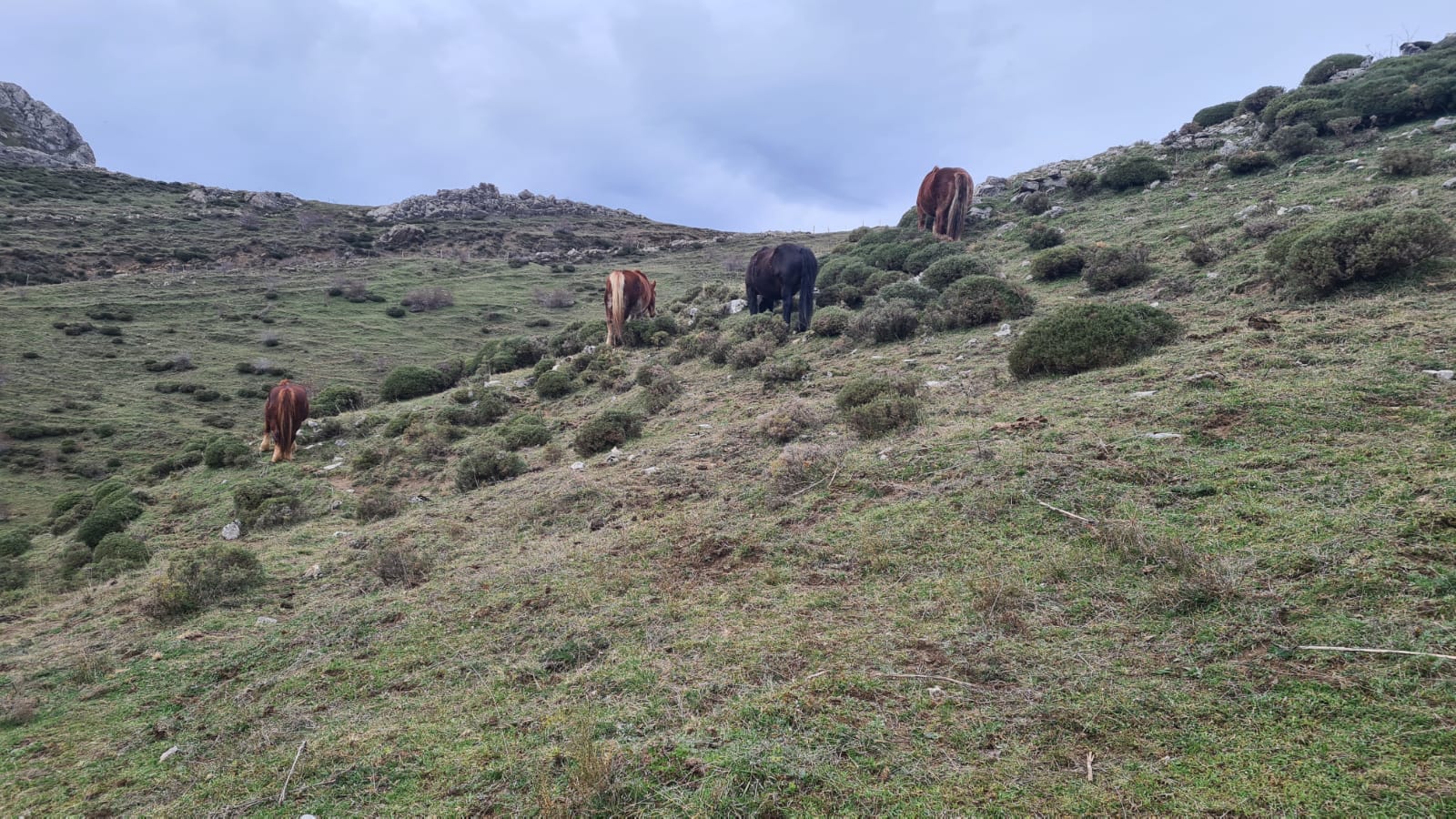 Los pastos de Babia se llenan de hisptano-bretón