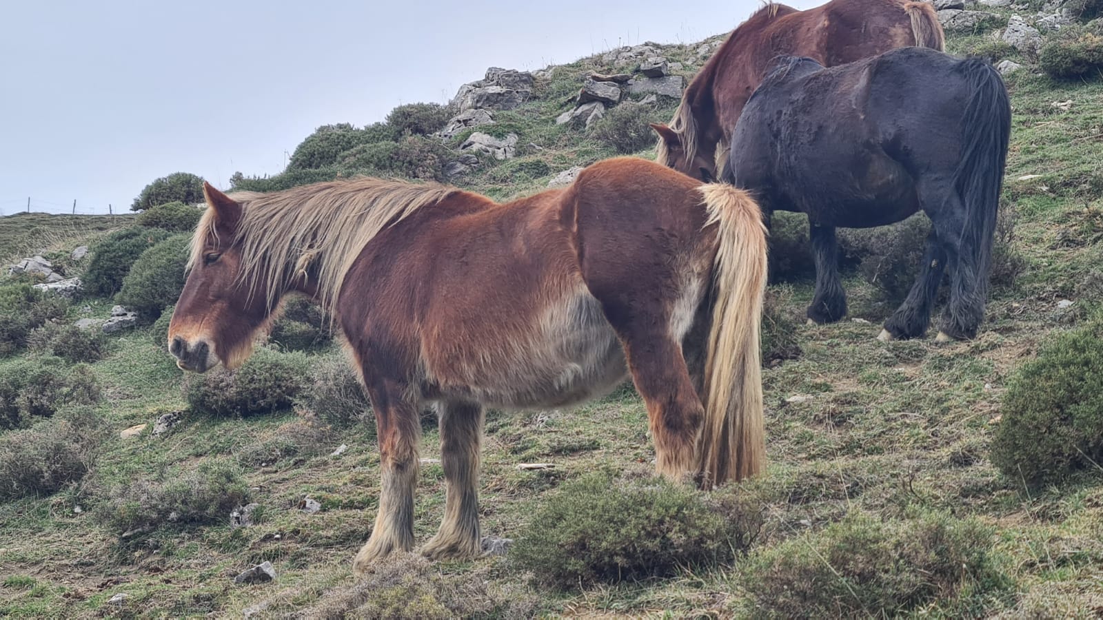 Los pastos de Babia se llenan de hisptano-bretón