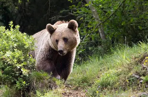 Imagen de archivo de un oso pardo.