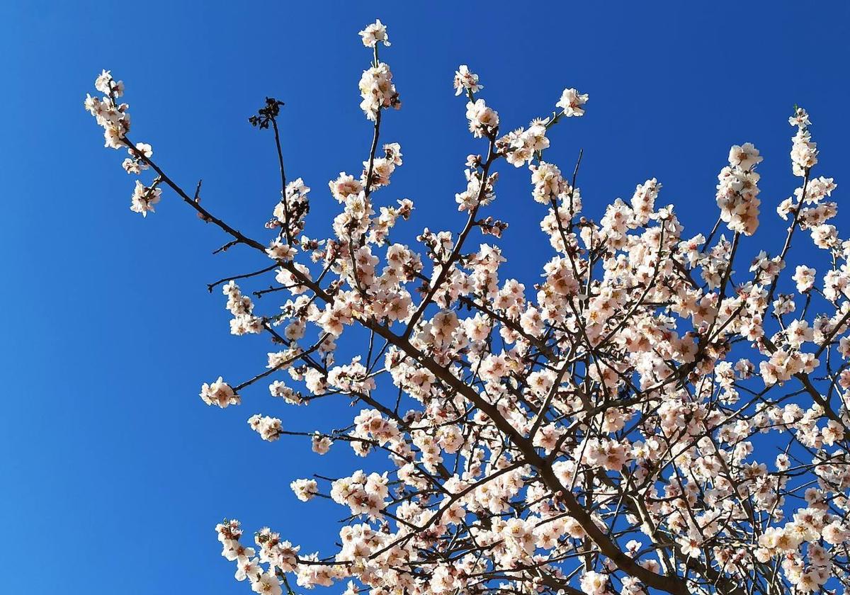 Árboles en flor.