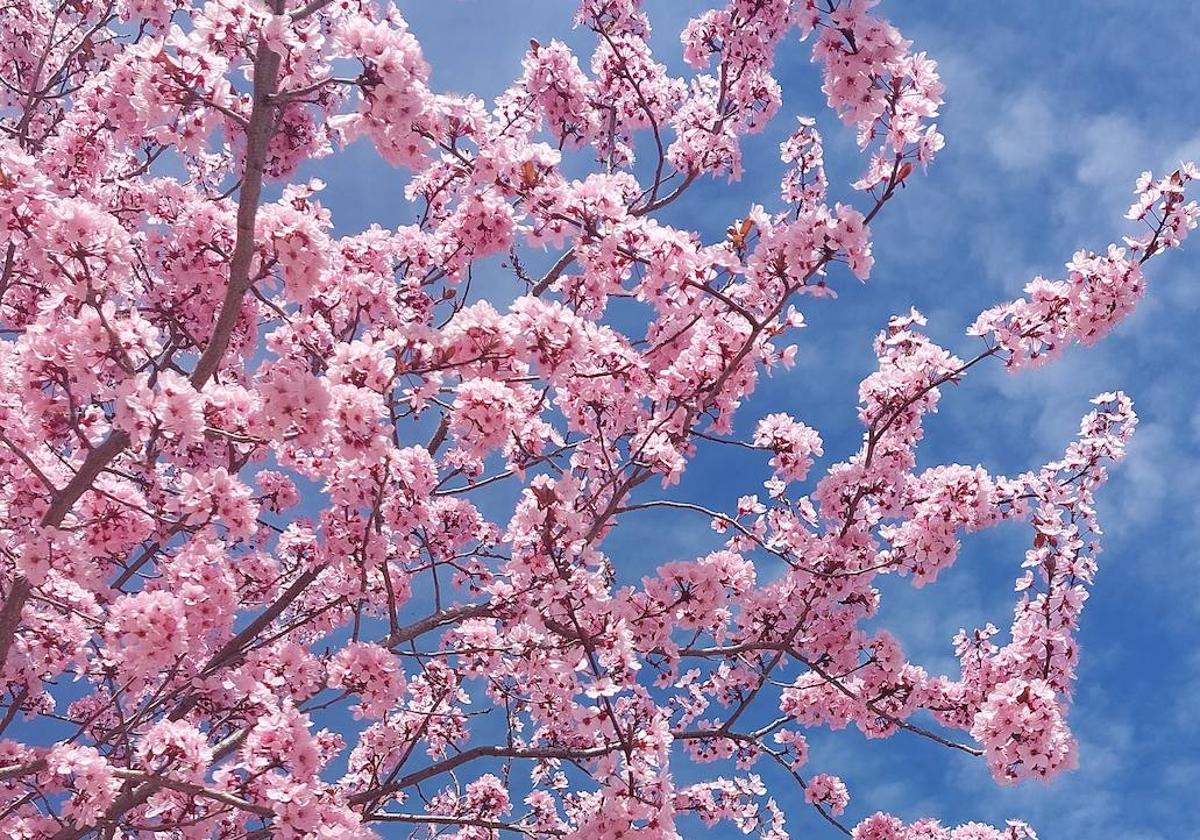 Un árbol en flor en León capital.