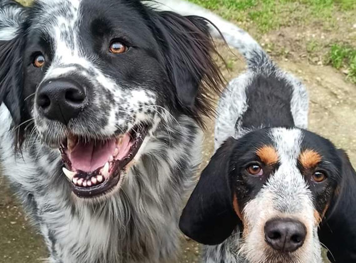 Imagen cedida por la Protectora de Animales de Astorga.