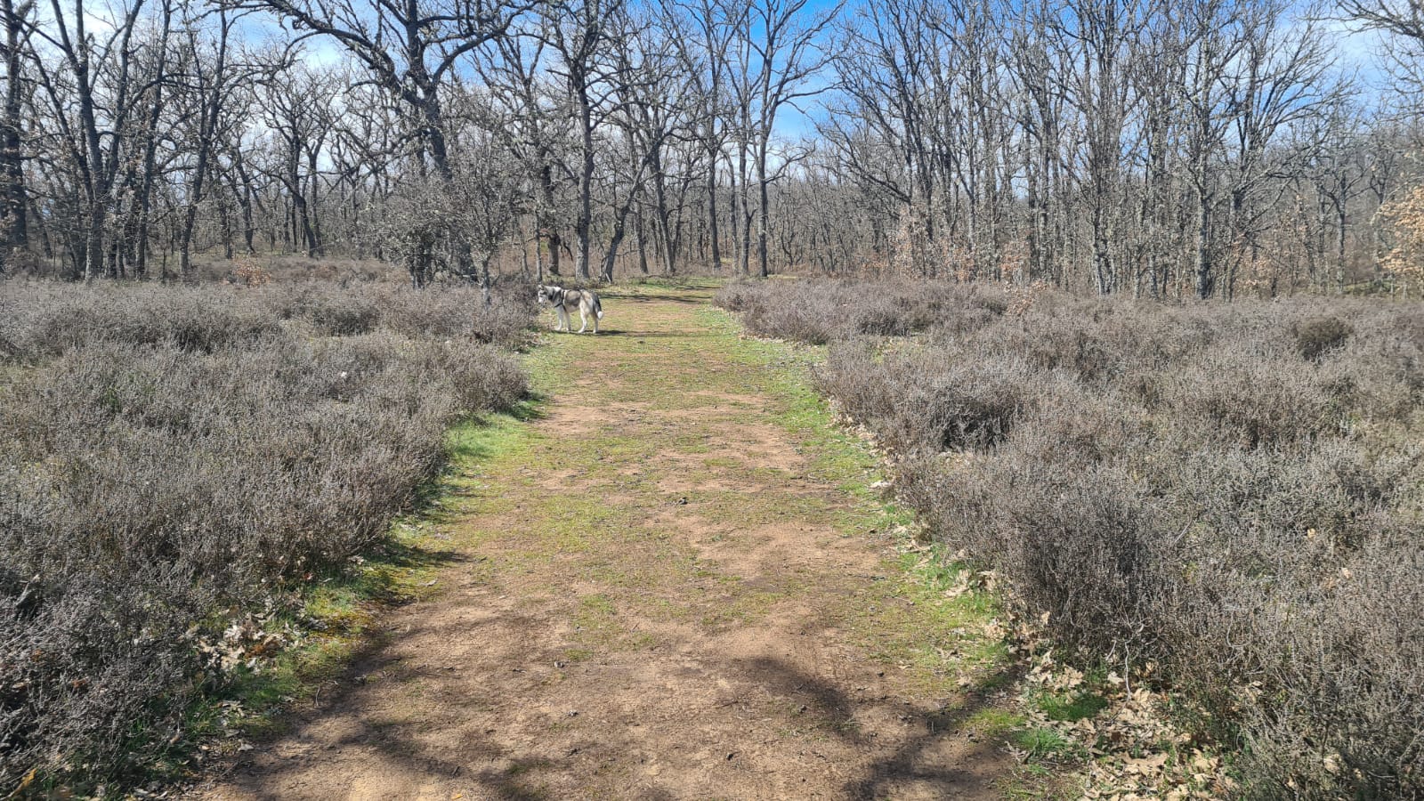 El jardín con enanitos de Almanza