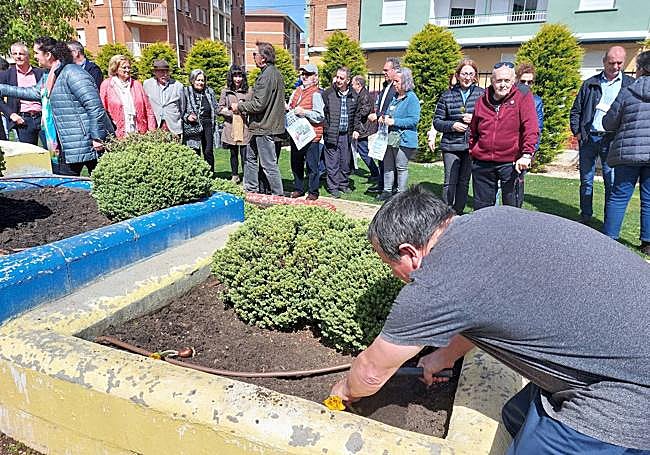 Plantación de tulipanes.