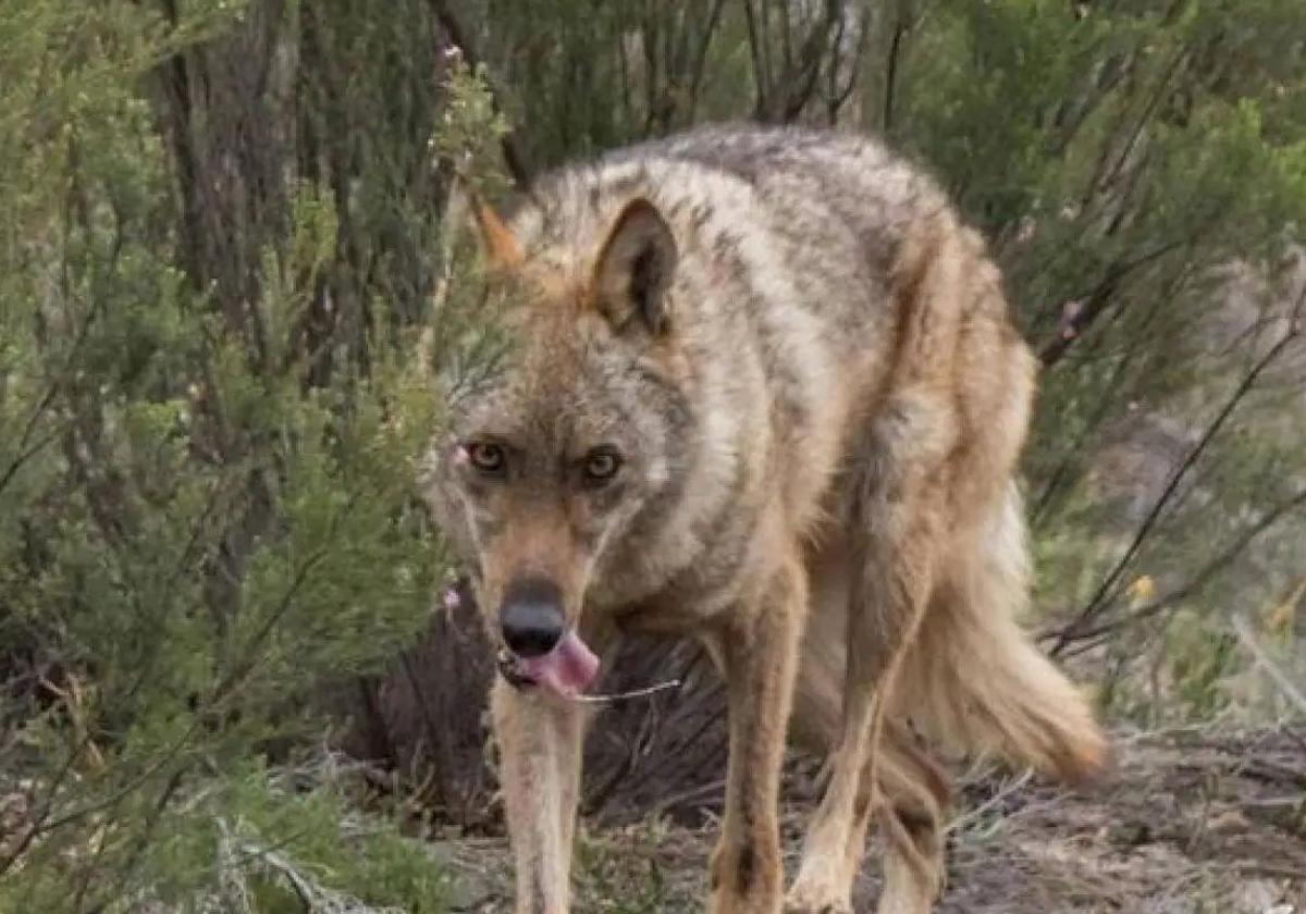 Imagen de archivo de un lobo.