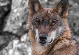 León registró 557 ataques de lobo a la ganadería entre 2022 y 2023