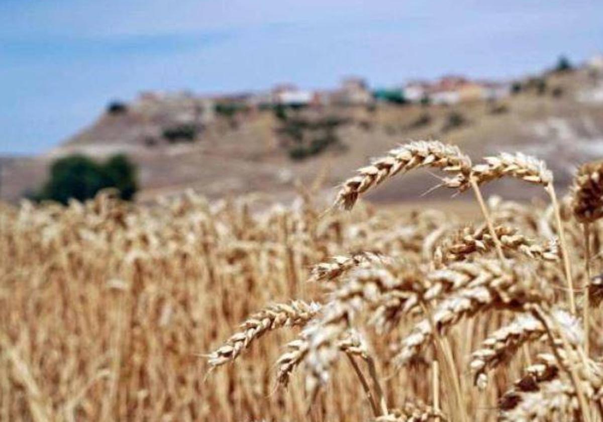 La estimación de cosecha de trigo y cebada en León mejorará respecto a los dos últimos años