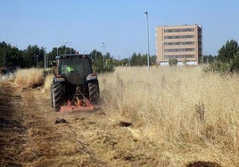 León exige a los propietarios que desbrocen sus parcelas