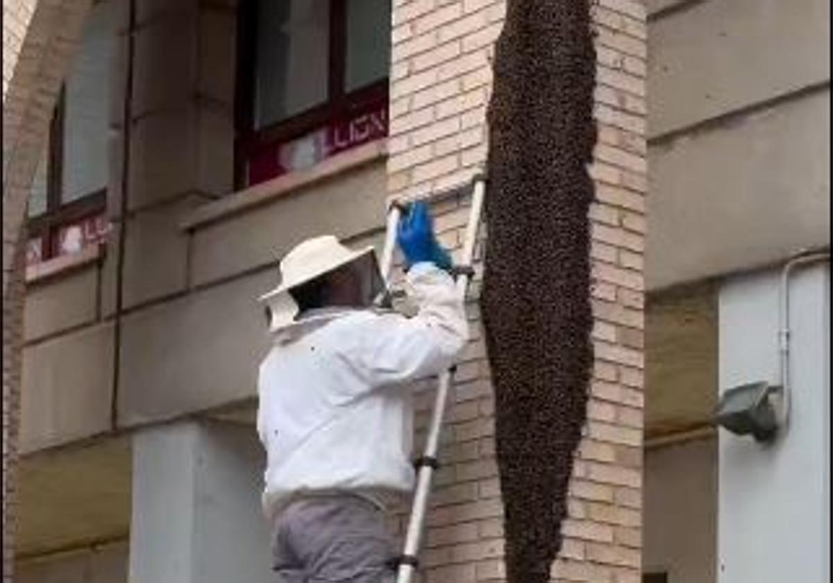 Retirada del enjambre de abejas.