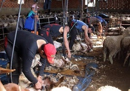 Un grupo de personas esquila ovejas en una explotación ganadera de León.