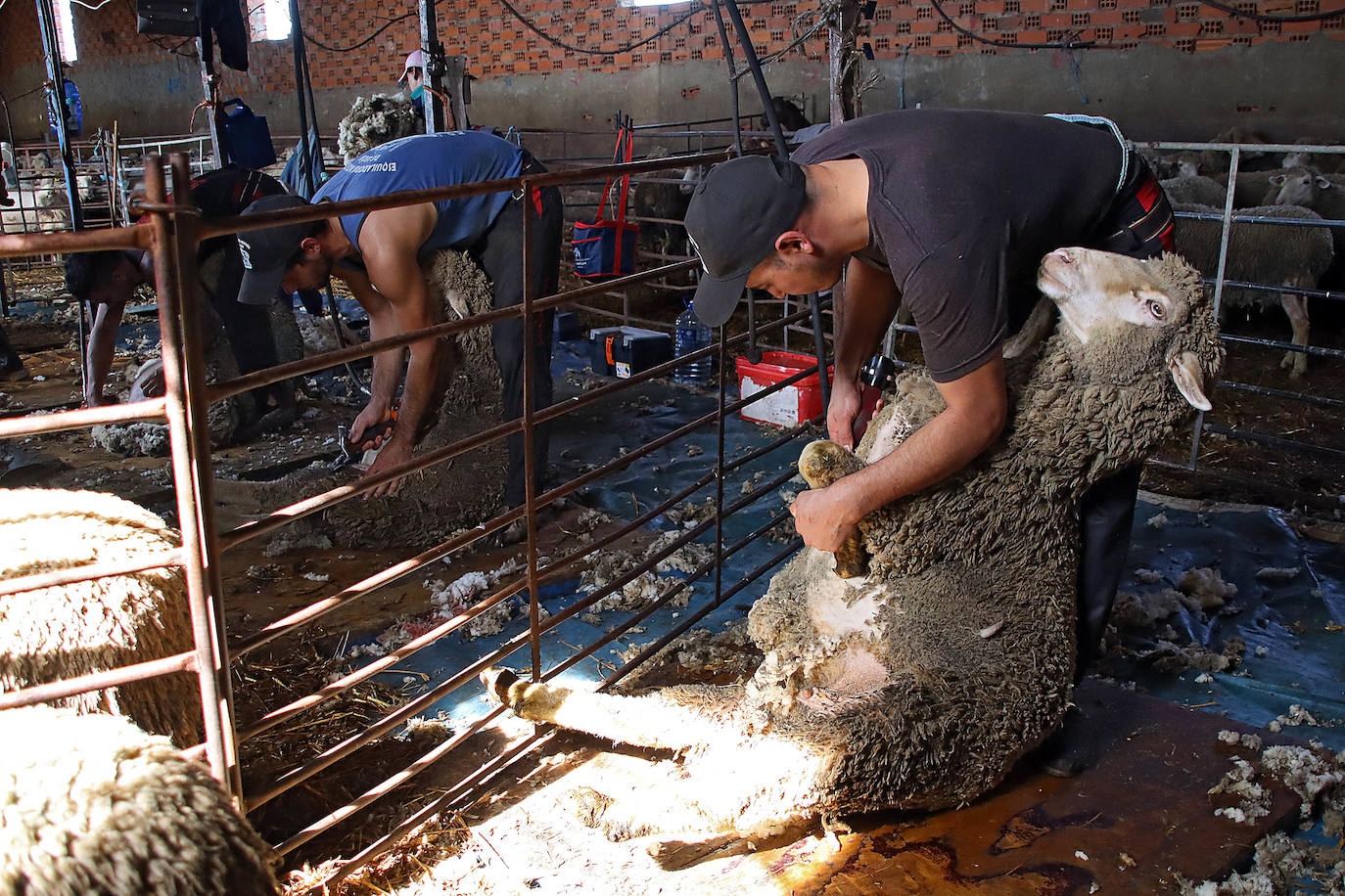 Talento importado para una actividad ancestral