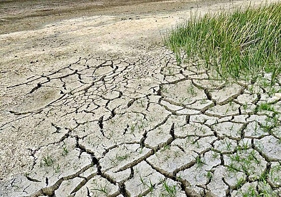 Imagen de un campo en sequía.