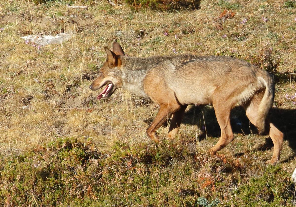 Imagen de un lobo en el monte de León.