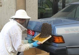 Un enjambre de abejas coloniza el maletero de un vehículo en León.