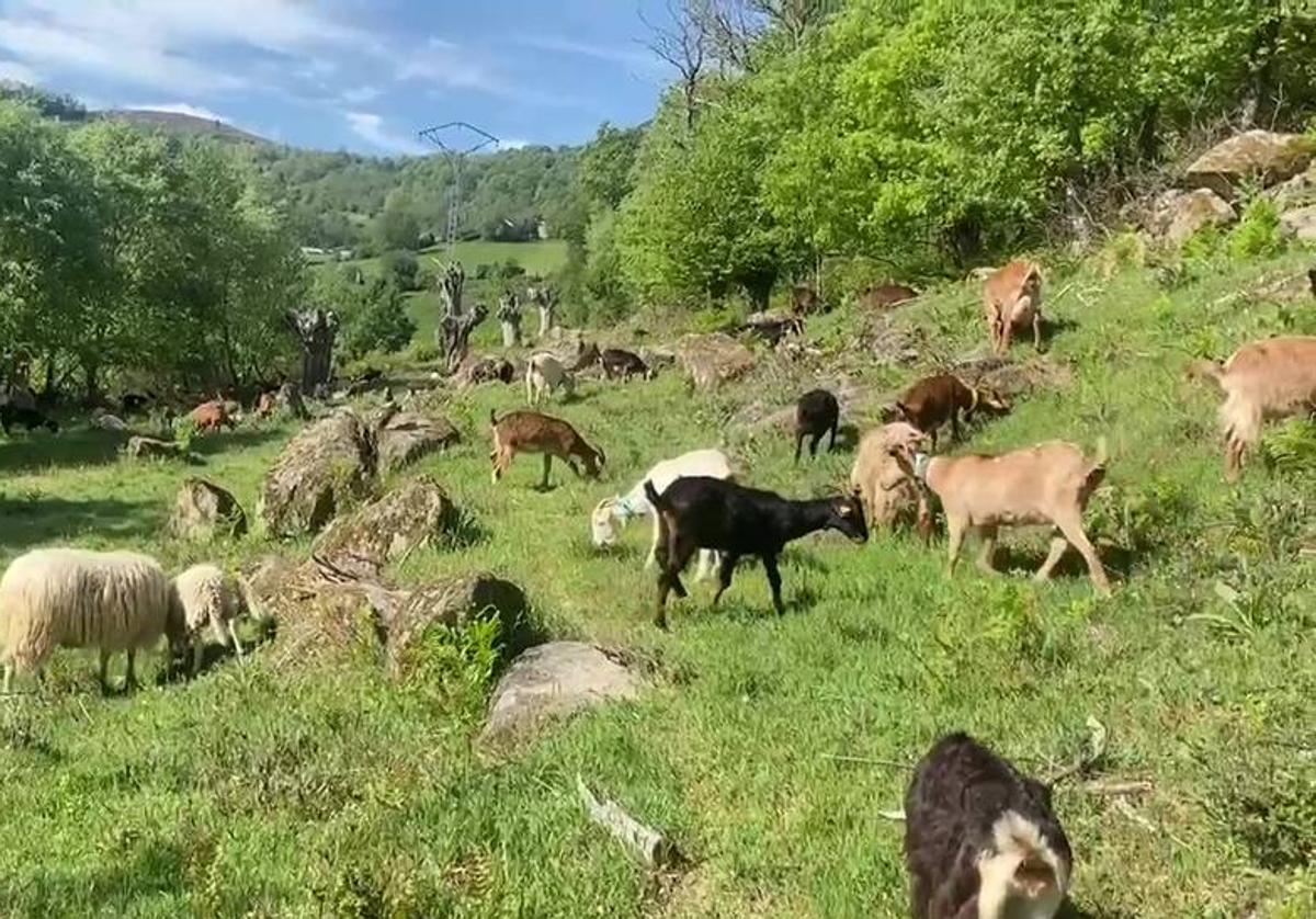 Cabras y ovejas pastando en el campo