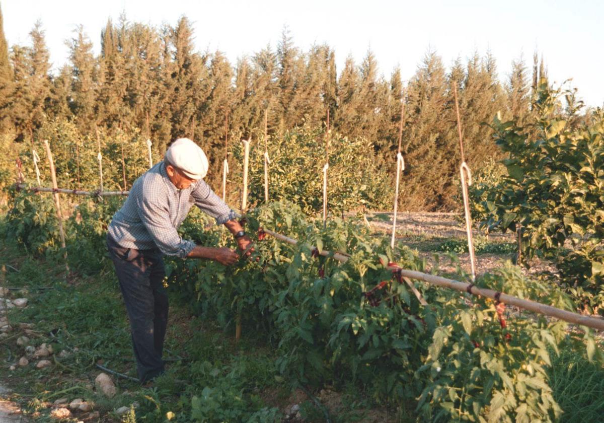 Agricultor trabajando en los cultivos