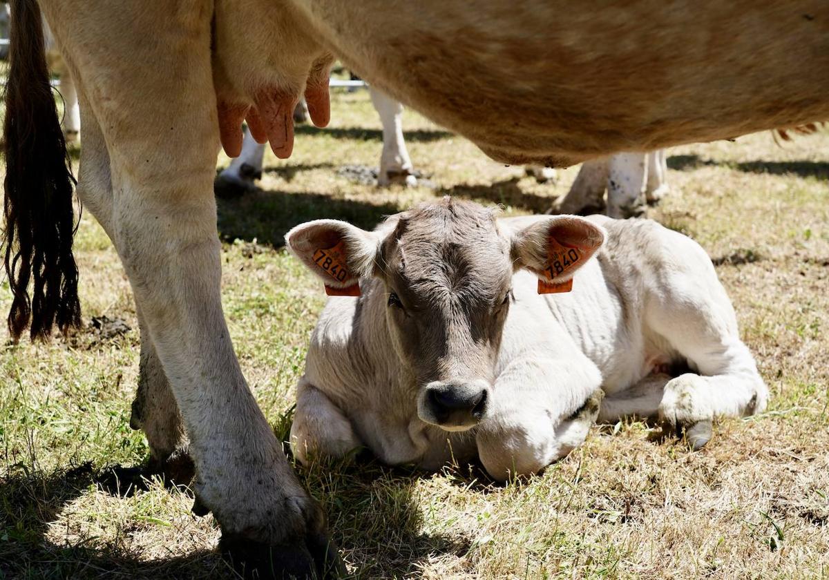 Crémenes recupera su feria décadas después