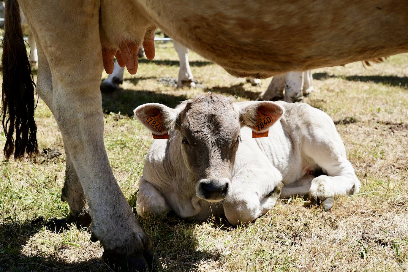 Crémenes recupera su feria décadas después