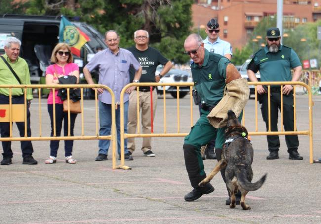 Los agentes caninos de la Guardia Civil realizaron una demostración.