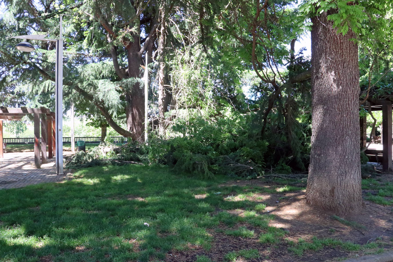 Desplome de un árbol en el paseo de Papalaguinda