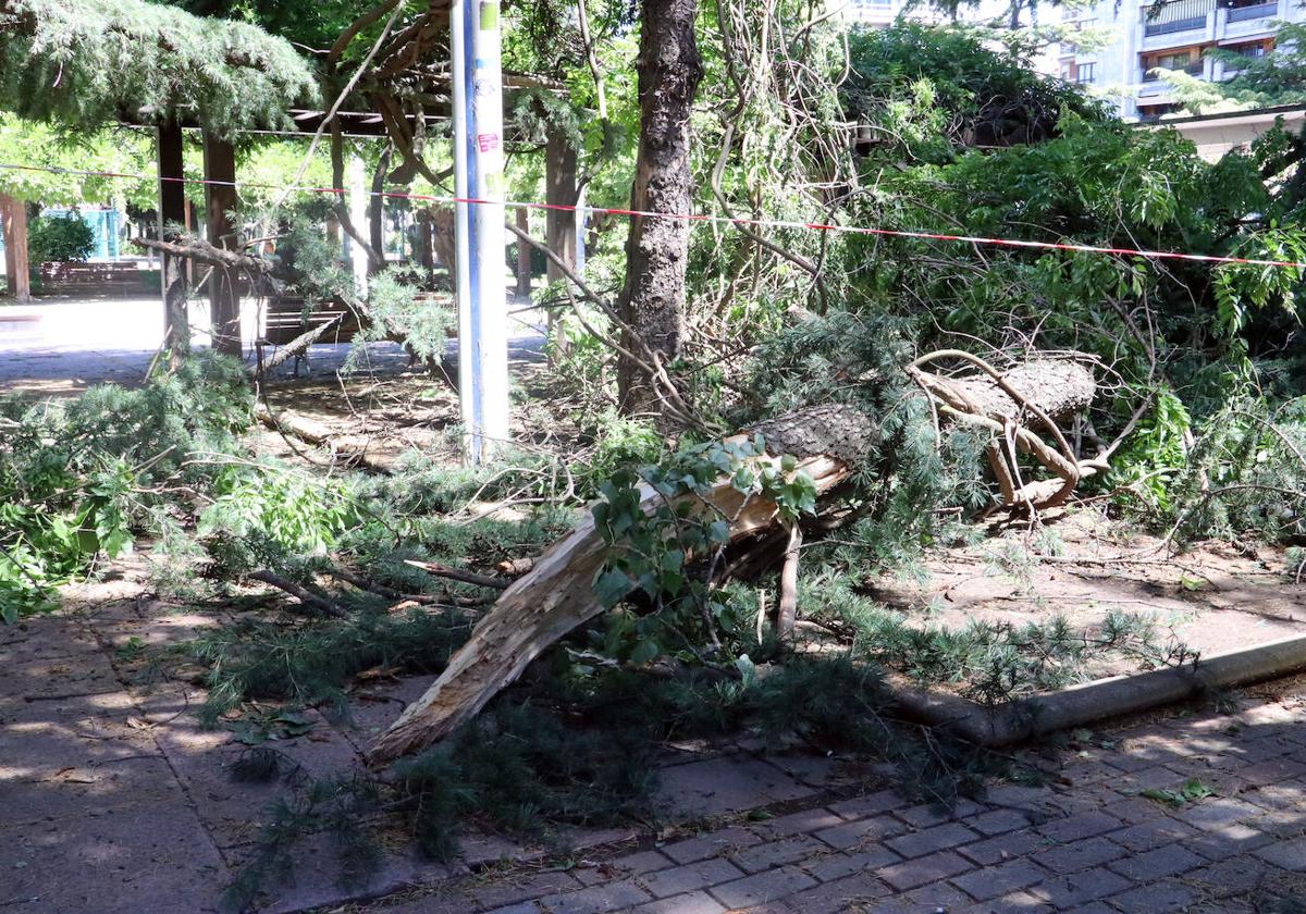 Imagen del árbol caído en el suelo del paseo de Papalaguinda.