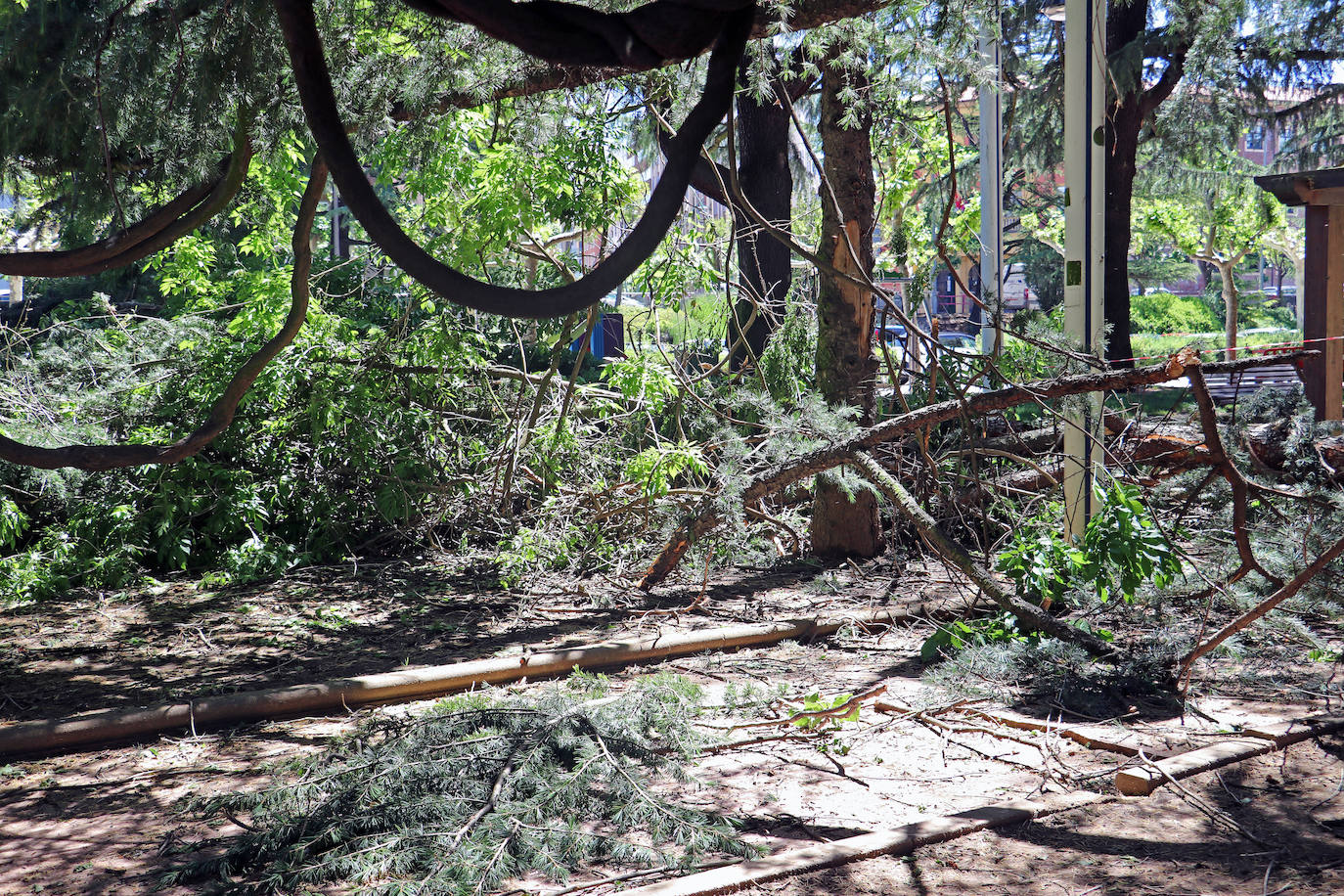 Desplome de un árbol en el paseo de Papalaguinda