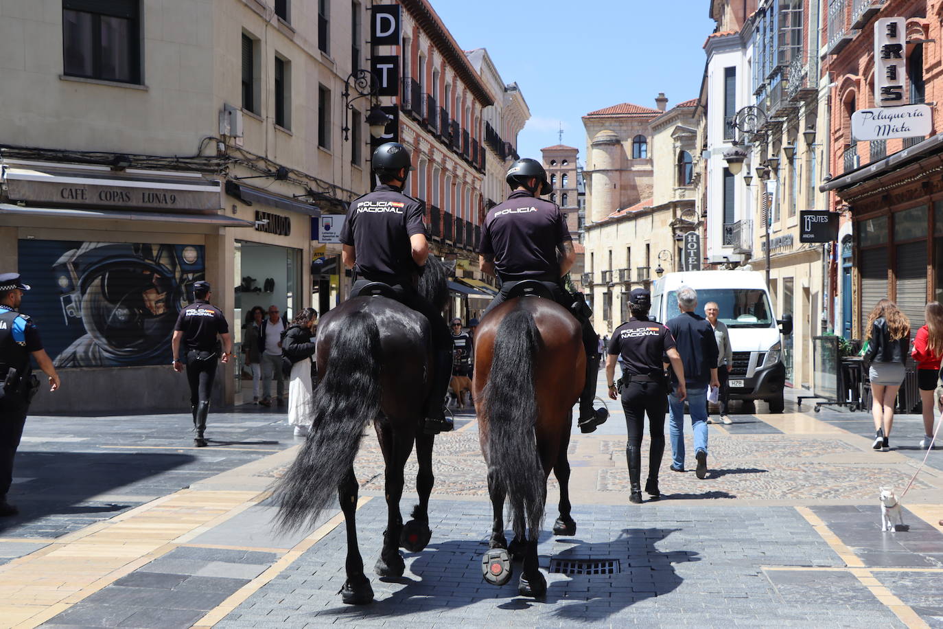 Los caballos de la Policía Nacional se pasean por León