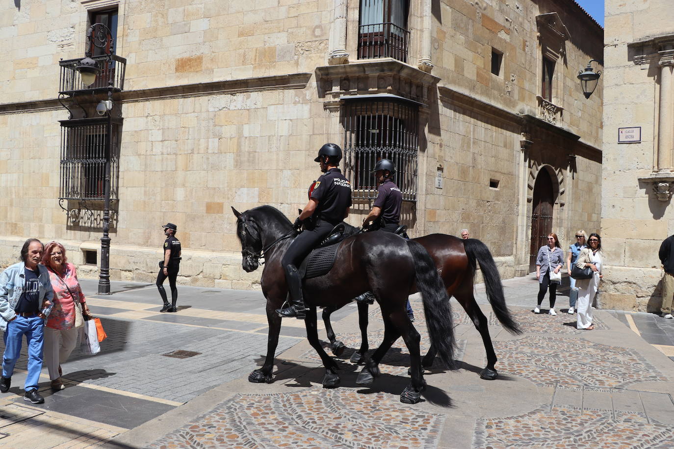 Los caballos de la Policía Nacional se pasean por León